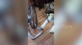 Pet Siberian Husky hogs electric fan with bowl of ice under his chin during hot weather