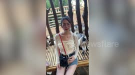 Hotheaded baby goat uses horns to attack woman taking selfie