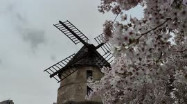 Spring: Sakura cherry tree flowers start to blossom around the Windmill of Ivry, Moulin de la Tour, Ivry-sur-Seine, rue Barbès, Paris suburb, France,  29 march 2023
