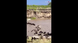Nature's incredible! Great migration of wildebeests crossing Mara River in Masai Mara, Tanzania