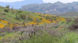 Beautiful rare wildflower superbloom near Fountain Hills Arizona