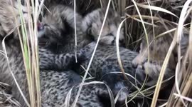 First cheetah cubs born in India since extinction 70 years ago