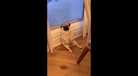 Pug Maggie can't resist owner's song: watch her adorable front paw nodding!
