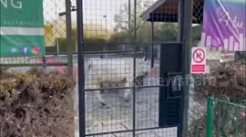 Runaway cow gets trapped on tennis court for more than ten hours