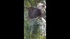 Man uses smoke to harvest honey from a giant beehive on a tree