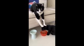 Cat encourages its furry sibling to stay hydrated by pushing its head toward glass of water