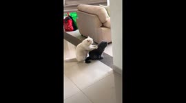 Adorable cat gives another cat a massage in heartwarming video from Mexico