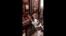 Cat stands on hind legs and begs for food at Turkish restaurant
