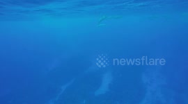 incredible diving follow the dolphins in niue island