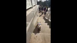 French bulldog shows off incredible skateboarding skills as it rides down stairs