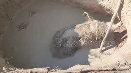 Lost baby elephant stuck under muddy pit rescued in Thailand
