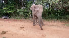 Elephant live freely in forest of Chiang Mai