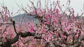 Stunning peach blossoms attract visitors in eastern China
