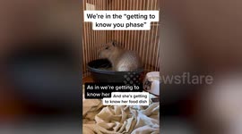 Meet Pumpkin, the baby capybara who loves to cuddle and play tag with its cat sister