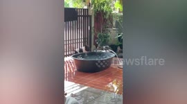 Three pet French bulldogs play tug-of-war while cooling off with water hose