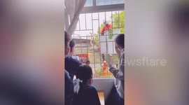 Generous worker gives mangoes to bubbly pupils watching him cut tree outside classroom