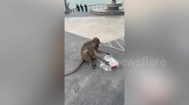 Wild monkey steals tourist's lunch in Thailand