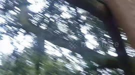 Squirrel Jumps on Trees and moves fast as it leaps across to another Tree