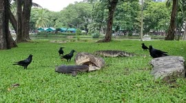 monitor lizard eating caught fish in lumphini park, Bangkok Thailand