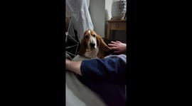 Basset hound dog slaps owner for a stroke