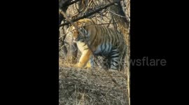 Wild Siberian tiger intensely stares down residents on mountain road in China