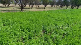Dhaniya(Coriander) crop in field looks greenary everywhere due to beautiful dhaniya
