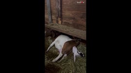 Goat gives birth to an adorable baby buck on International Women's Day