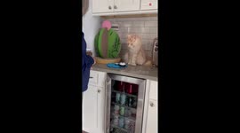 Talented cat works with patience while showing tricks to slow-learning grandma