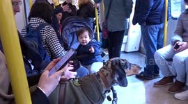 Baby joy at seeing dapple dachshund on the tube in London