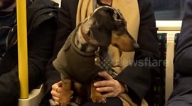 Dapple Dachshund enjoys a tube ride in central London