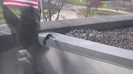 Hellacious gust of wind blows goose off three-story ledge