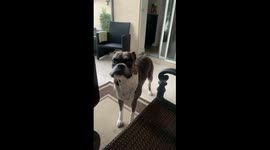 Funny dog is yelling and crying to owner