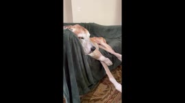 Massive Great Dane puppy has his own Couch to sleep on