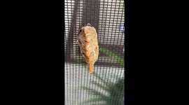 The most poisonous bug in all of Florida looks so fluffy! But don’t touch it!