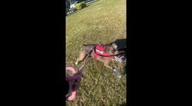 Service dog goes crazy biting on her leash!