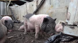 Relaxed wild boar family live next to canal pier in Bangkok