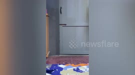 Smart pet cat opens bedroom door by itself