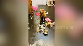 Hilarious clip shows dog feeling guilty after destroying kitchen