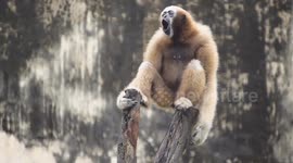 Incredibly amusing gibbons steal the show at zoo with piercing voice, hilarious antics