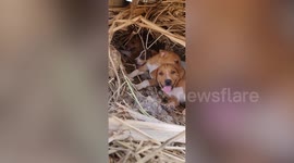 Cute stray puppies found living under hole in vacant lot rescued