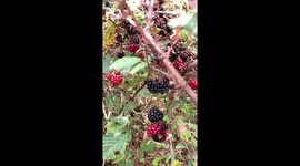 Loki my dog would rather pick his own blackberries than except mine
