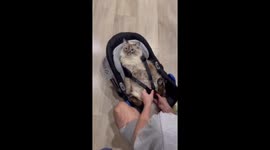 Adorable cat takes over baby's cradle