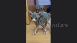 Sphynx kitten has hilarious bristle and snort