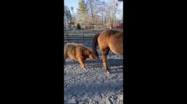 Young bull tests horse's patience by playing with his tail