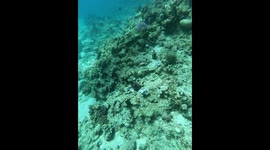 Recorder captures occult living thing under the sea!