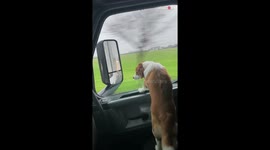 Adorable dog enjoys a rainy day during a car ride while watching out from the window