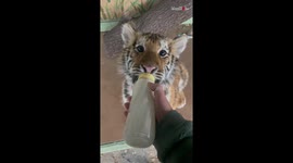 Cute tiger cub wholesomely sucks bottle of milk