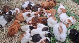 'Imposter' bunny blends in with guinea pigs family at Petting Farm in Malaysia