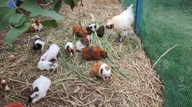 'Imposter' white rooster blends in with guinea pigs family at Petting Farm Malaysia