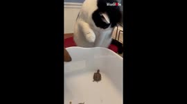 Cats behave surprisingly well while meeting baby turtles for the first time
